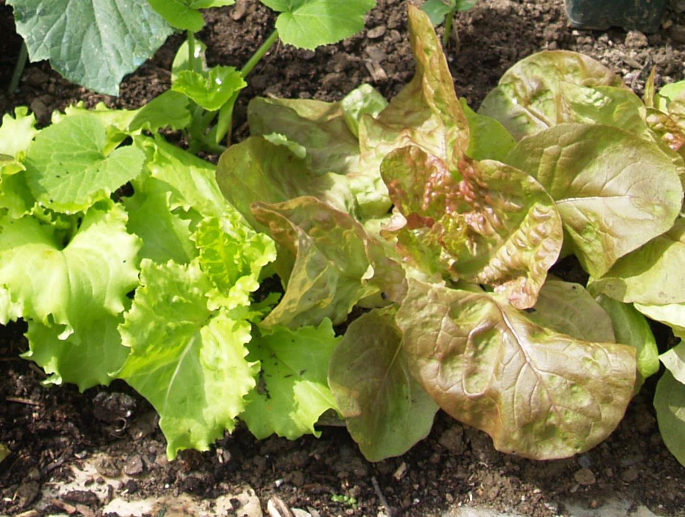 Lettuce, Cultivated leaf